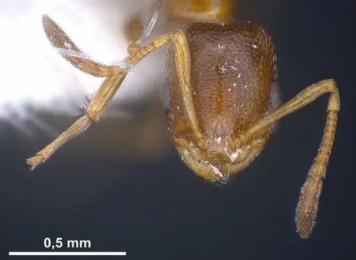 Cardiocondyla brachyceps specimen ANTWEB1041245 image antweb1041245_3