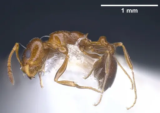 Cardiocondyla brachyceps specimen ANTWEB1041245 image antweb1041245_4
