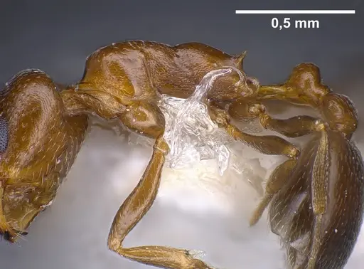 Cardiocondyla brachyceps specimen ANTWEB1041245 image antweb1041245_5
