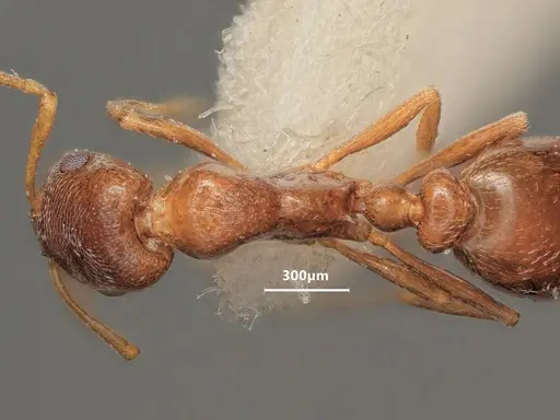 Cardiocondyla brachyceps specimen ANTWEB1048506 image antweb1048506_1