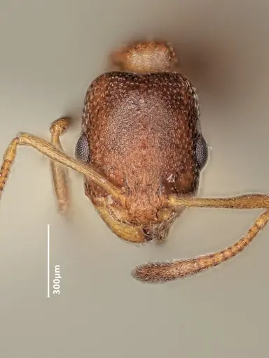 Cardiocondyla brachyceps specimen ANTWEB1048506 image antweb1048506_2