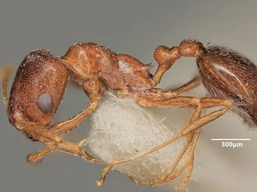 Cardiocondyla brachyceps specimen ANTWEB1048506 image antweb1048506_4