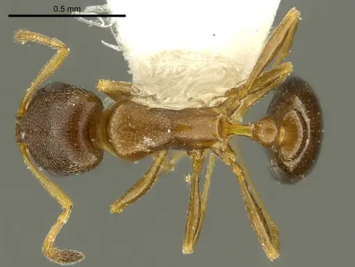 Cardiocondyla brachyceps specimen CASENT0919731 image casent0919731_1