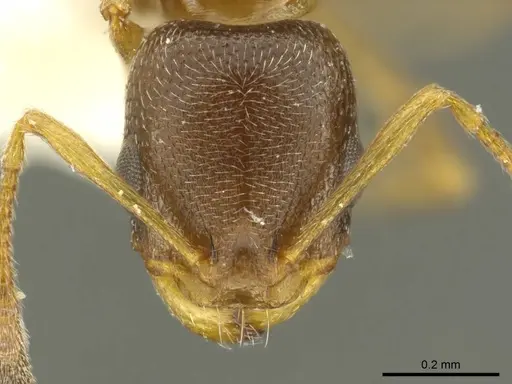 Cardiocondyla brachyceps specimen CASENT0919731 image casent0919731_2