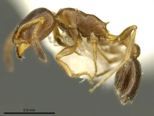 Cardiocondyla brachyceps specimen CASENT0919731 image casent0919731_3