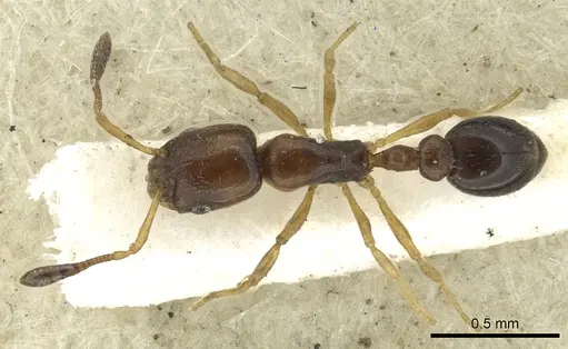 Cardiocondyla britteni specimen CASENT0901496 image casent0901496_1