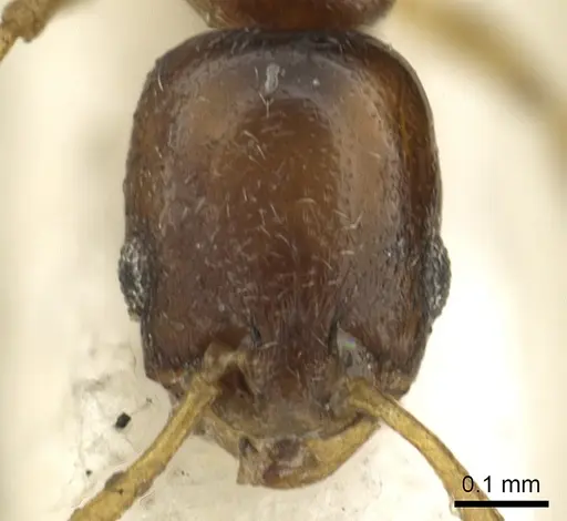Cardiocondyla britteni specimen CASENT0901496 image casent0901496_2