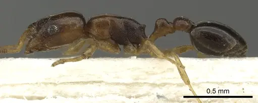 Cardiocondyla britteni specimen CASENT0901496 image casent0901496_3