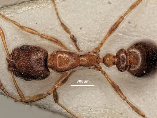 Cardiocondyla bulgarica specimen ANTWEB1048507 image antweb1048507_1