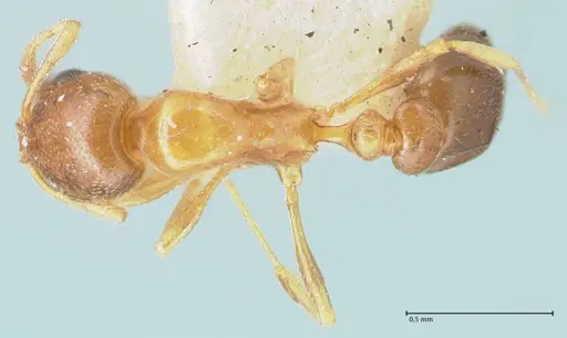 Cardiocondyla bulgarica specimen FOCOL1615 image focol1615_1
