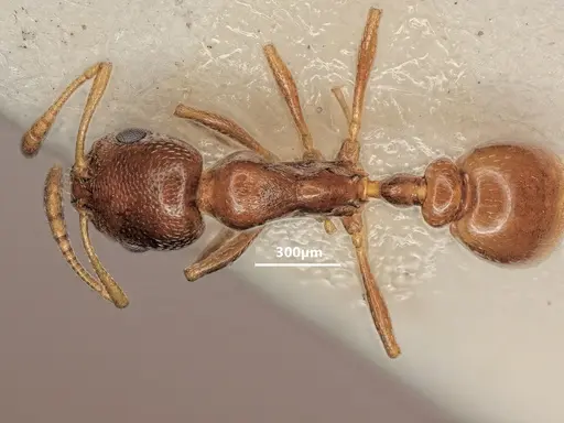 Cardiocondyla caspiense specimen ANTWEB1048508 image antweb1048508_1