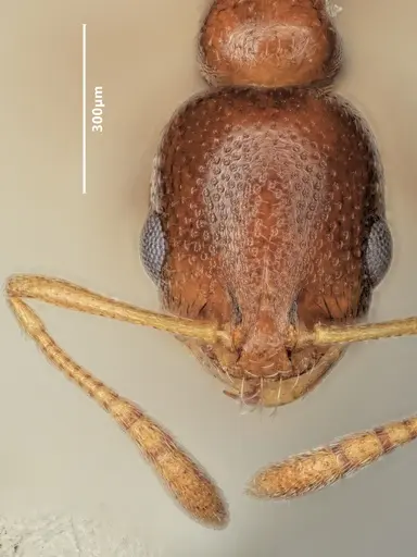 Cardiocondyla caspiense specimen ANTWEB1048508 image antweb1048508_2