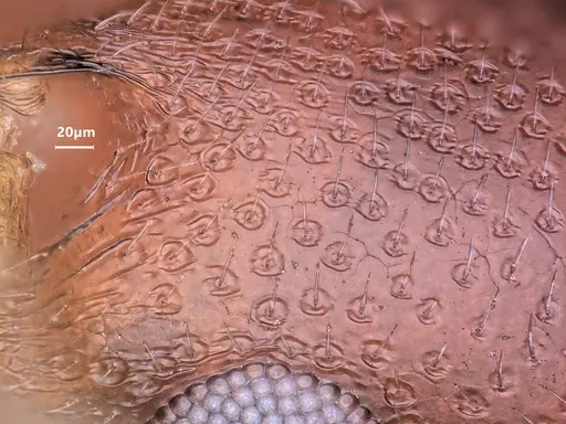 Cardiocondyla caspiense specimen ANTWEB1048508 image antweb1048508_3