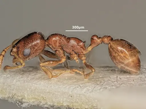 Cardiocondyla caspiense specimen ANTWEB1048508 image antweb1048508_4
