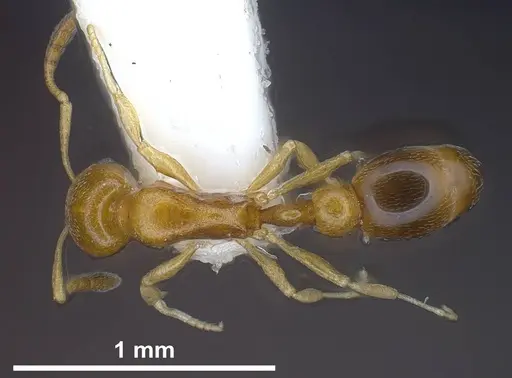 Cardiocondyla compressa specimen ANTWEB1038016 image antweb1038016_1