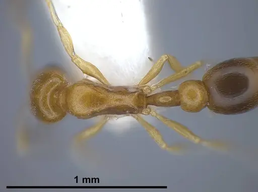 Cardiocondyla compressa specimen ANTWEB1038016 image antweb1038016_2