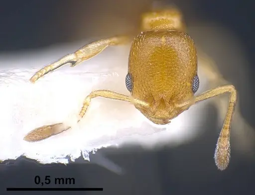 Cardiocondyla compressa specimen ANTWEB1038016 image antweb1038016_3