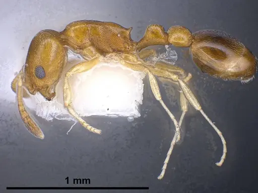 Cardiocondyla compressa specimen ANTWEB1038016 image antweb1038016_4