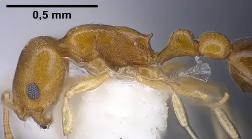Cardiocondyla compressa specimen ANTWEB1038016 image antweb1038016_5