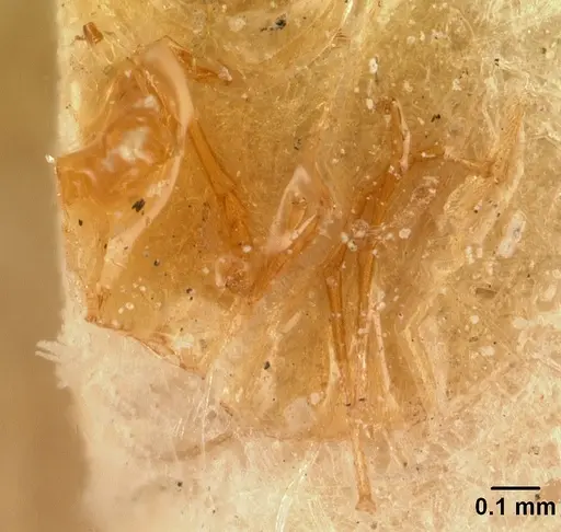 Cardiocondyla cristata specimen CASENT0101128 image casent0101128_2