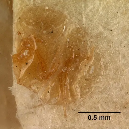 Cardiocondyla cristata specimen CASENT0101128 image casent0101128_3