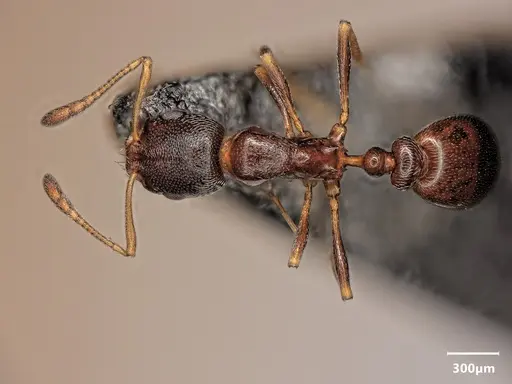 Cardiocondyla dalmatica specimen ANTWEB1048509 image antweb1048509_1
