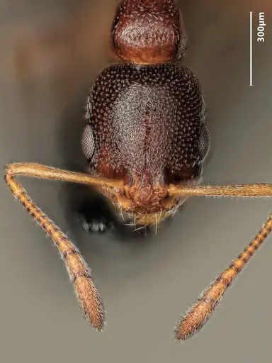 Cardiocondyla dalmatica specimen ANTWEB1048509 image antweb1048509_2