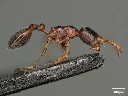 Cardiocondyla dalmatica specimen ANTWEB1048509 image antweb1048509_4