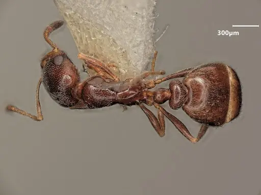 Cardiocondyla dalmaticoides specimen ANTWEB1048510 image antweb1048510_2