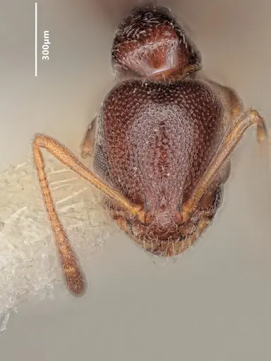 Cardiocondyla dalmaticoides specimen ANTWEB1048510 image antweb1048510_3