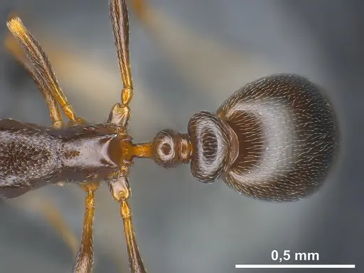 Cardiocondyla elegans specimen ANTWEB1041351 image antweb1041351_1