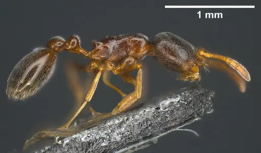Cardiocondyla elegans specimen ANTWEB1041351 image antweb1041351_2