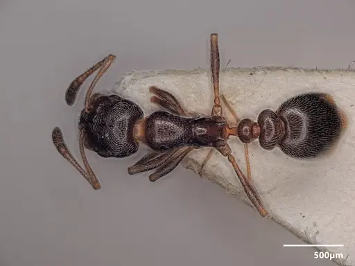 Cardiocondyla elegans specimen ANTWEB1048511 image antweb1048511_1