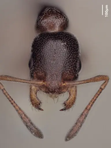 Cardiocondyla elegans specimen ANTWEB1048511 image antweb1048511_2