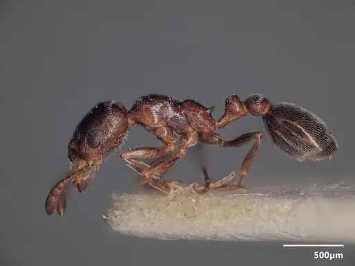 Cardiocondyla elegans specimen ANTWEB1048511 image antweb1048511_4