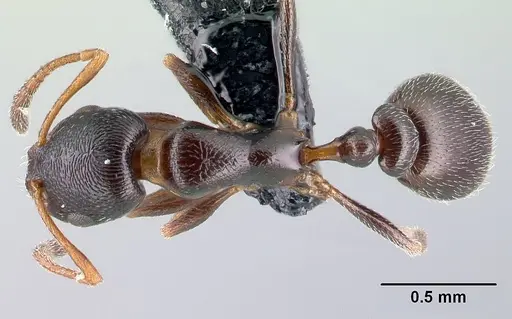 Cardiocondyla elegans specimen CASENT0179878 image casent0179878_1