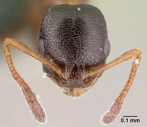 Cardiocondyla elegans specimen CASENT0179878 image casent0179878_2