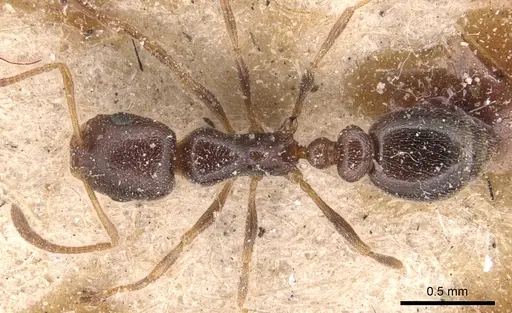 Cardiocondyla elegans specimen CASENT0904460 image casent0904460_1