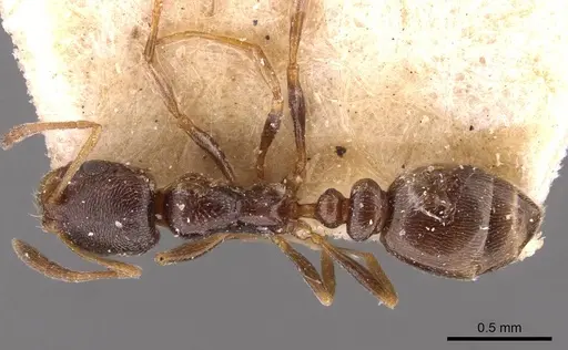 Cardiocondyla elegans specimen CASENT0908353 image casent0908353_1