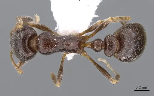 Cardiocondyla elegans specimen CASENT0914959 image casent0914959_1