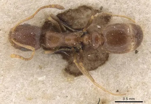 Cardiocondyla elegans specimen CASENT0915398 image casent0915398_1