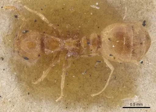 Cardiocondyla elegans specimen CASENT0915399 image casent0915399_1