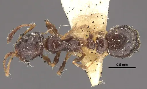 Cardiocondyla elegans specimen CASENT0917796 image casent0917796_1