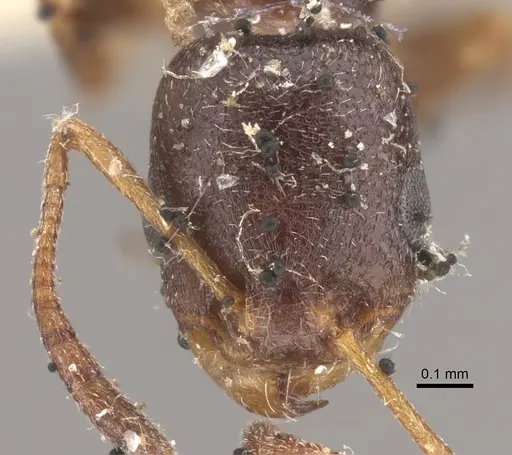 Cardiocondyla elegans specimen CASENT0917796 image casent0917796_2
