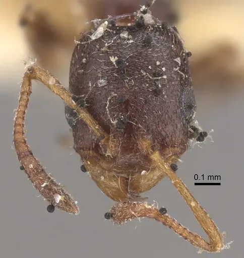 Cardiocondyla elegans specimen CASENT0917796 image casent0917796_3