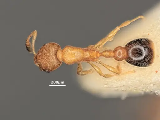 Cardiocondyla emeryi specimen ANTWEB1048512 image antweb1048512_1