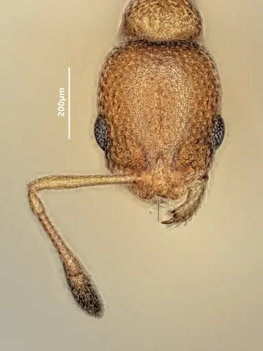 Cardiocondyla emeryi specimen ANTWEB1048512 image antweb1048512_2