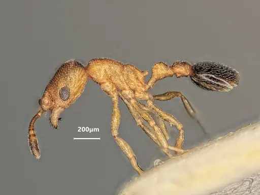 Cardiocondyla emeryi specimen ANTWEB1048512 image antweb1048512_4