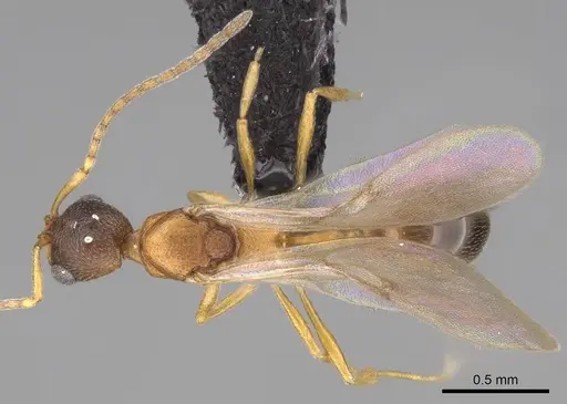 Cardiocondyla emeryi specimen CASENT0082706 image casent0082706_1