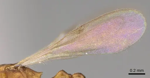 Cardiocondyla emeryi specimen CASENT0082706 image casent0082706_4